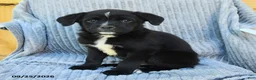 Mixed Breed dogs for sale: Nelson - Ad 3