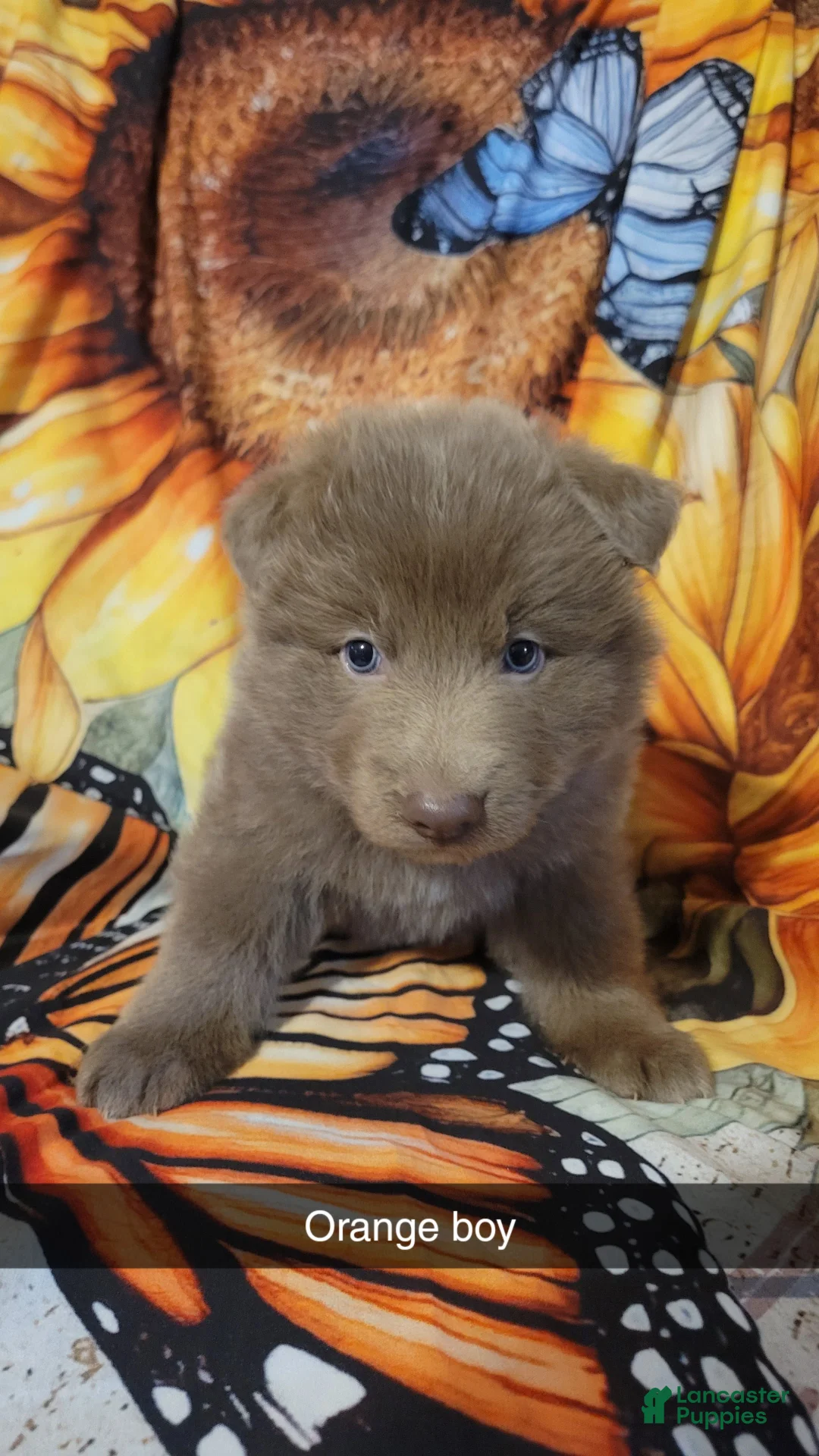 German Shepherd dogs for sale: Orange Isabella Male  - Ad 2