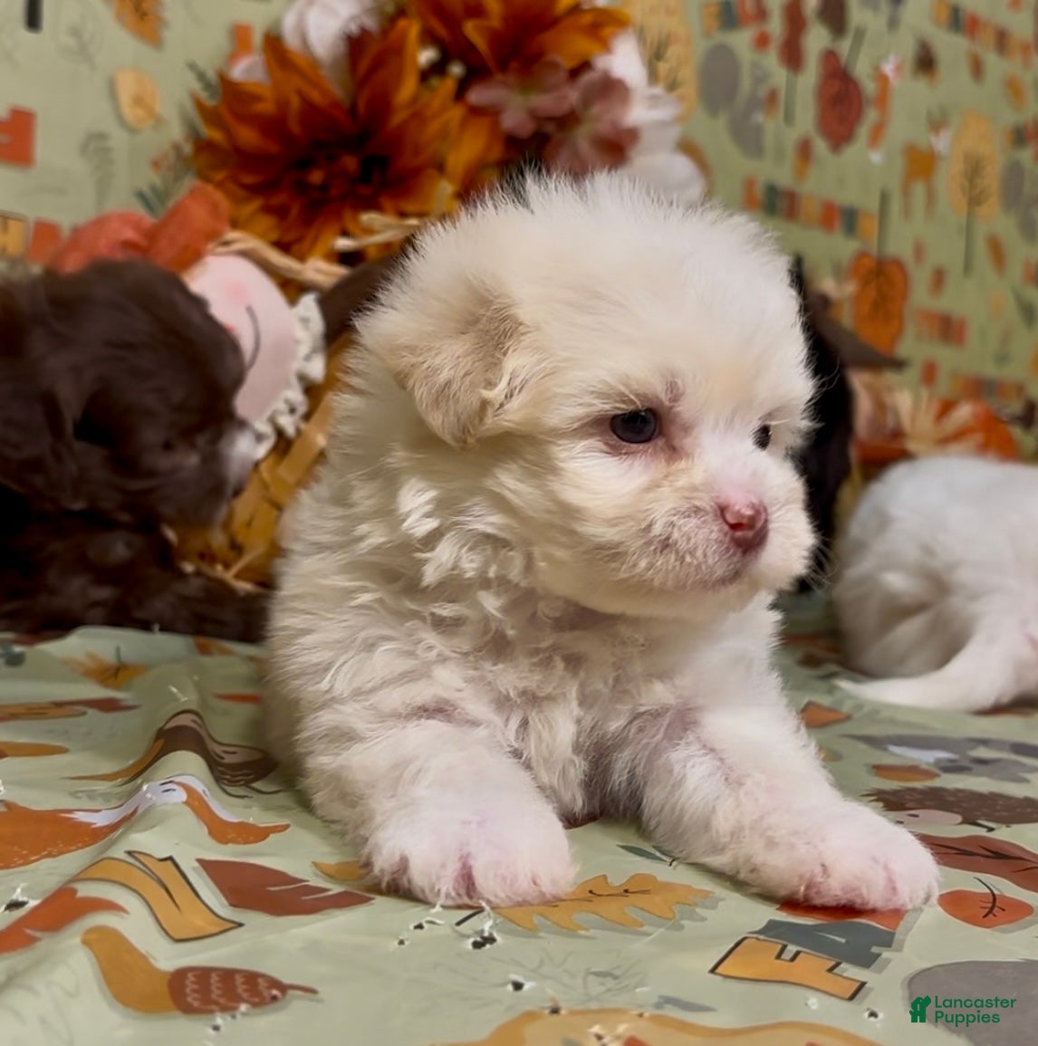 Shorkie dogs for sale: Shorkie 2 - Ad 31