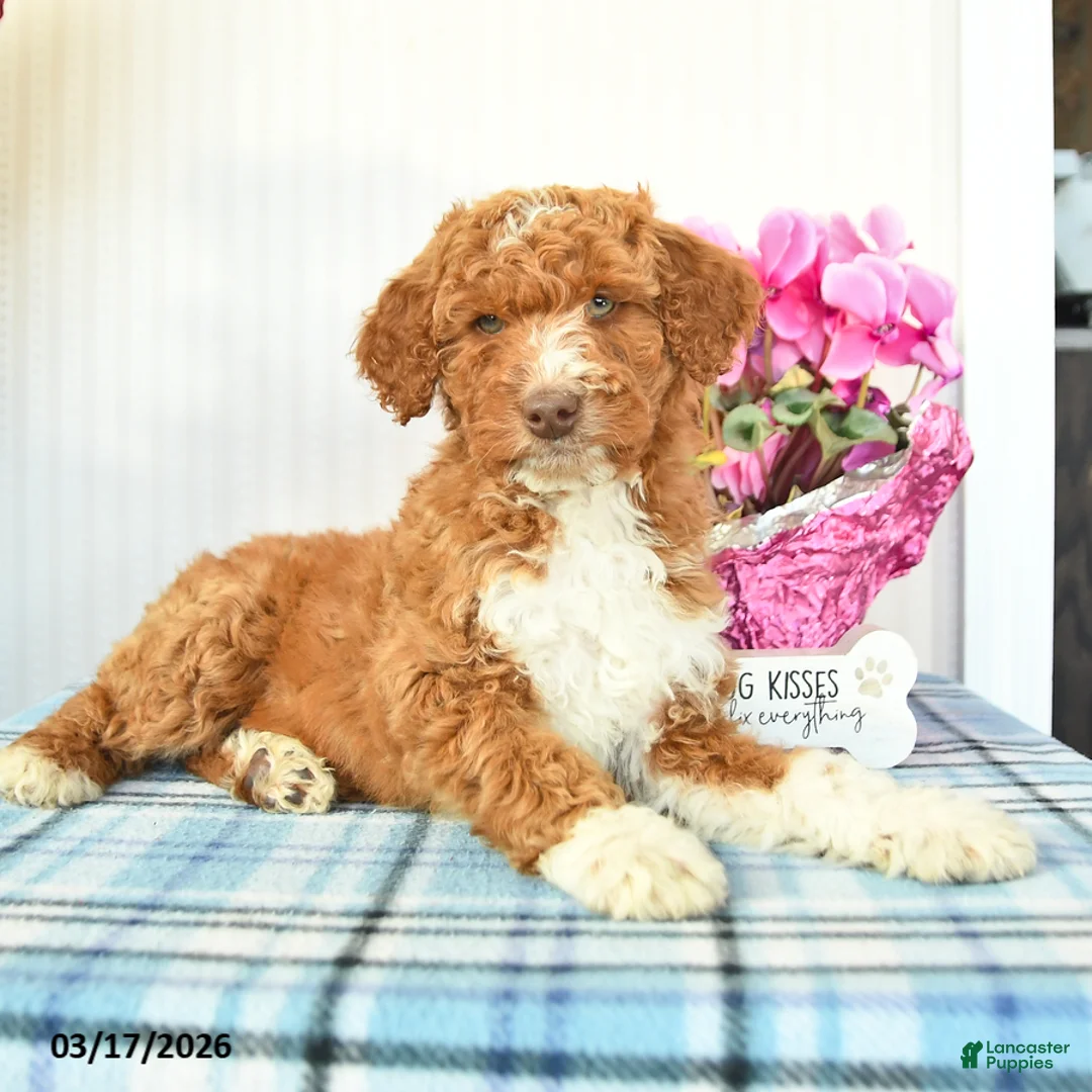Miniature Poodle dogs for sale: Buddy - Ad 2