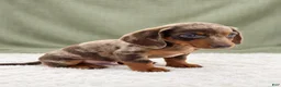 Miniature Dachshund dogs for sale: Miniature Dachshund 2 - Ad 5