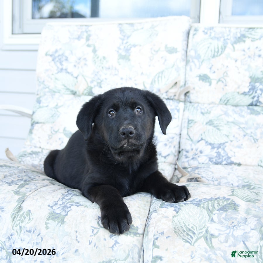Mixed Breed dogs for sale: Levi - Ad 1