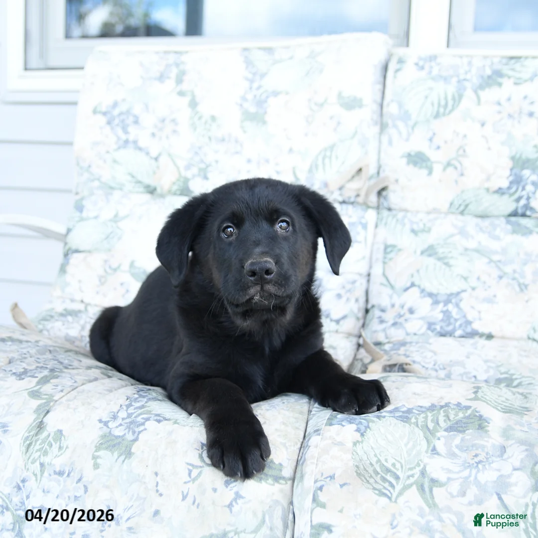 Mixed Breed dogs for sale: Levi - Ad 1