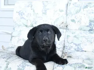 Mixed Breed dogs for sale: Levi - Ad 1