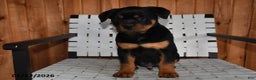 Rottweiler dogs for sale: Buster - Ad 4