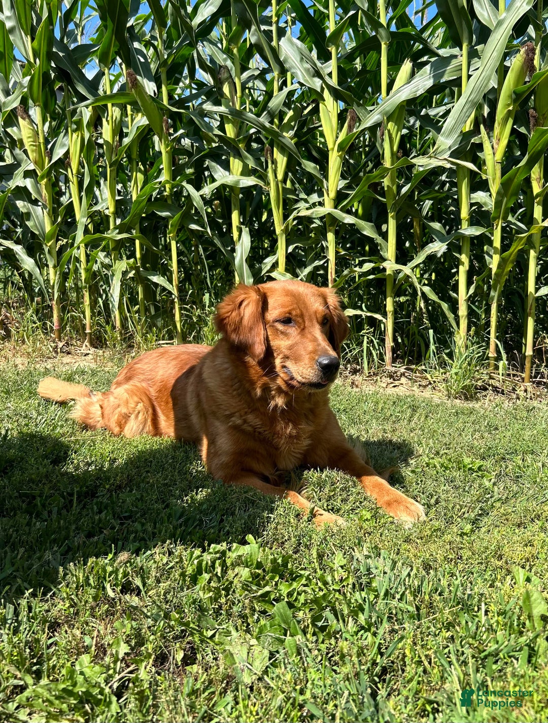 Golden Retriever dogs for sale: Prancer - Ad 2