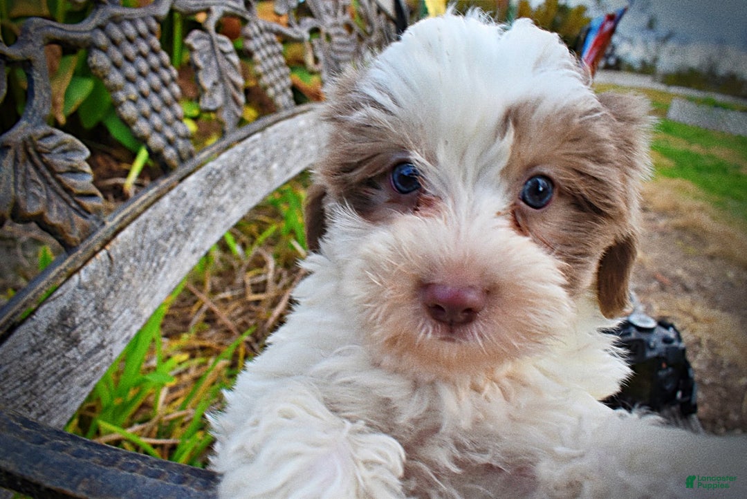 Havapoo dogs for sale: Nabisco - Ad 10