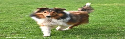 Shetland Sheepdog dogs for sale: Tyler - Ad 6