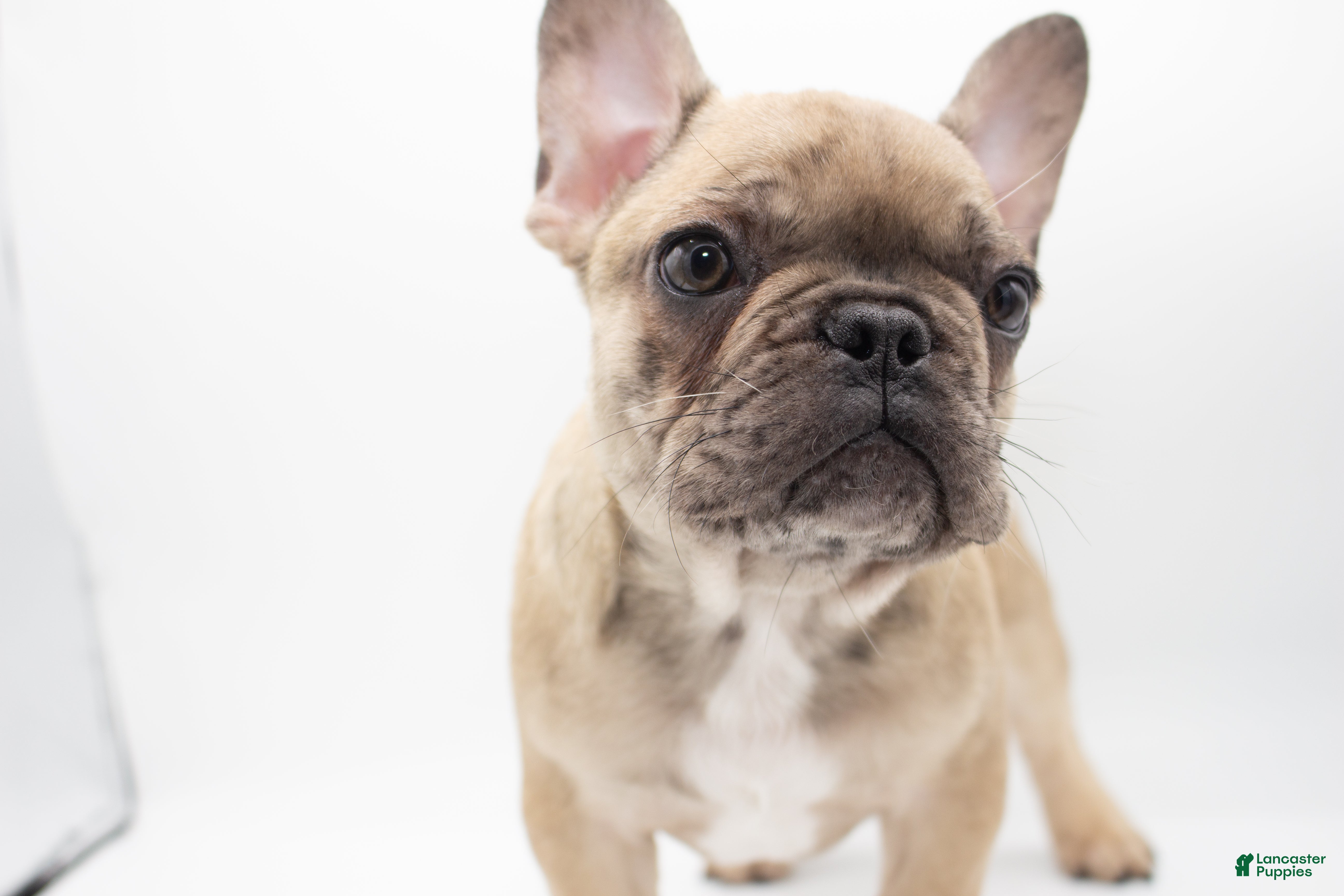 Ckc Breed Standard French Bulldog Akc And Ckc Breeding On Sale