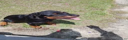 Rottweiler dogs for sale: Melina  - Ad 4