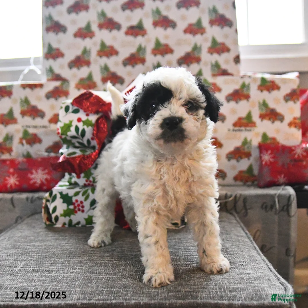 Toy Poodle dogs for sale: Wade  - Ad 3