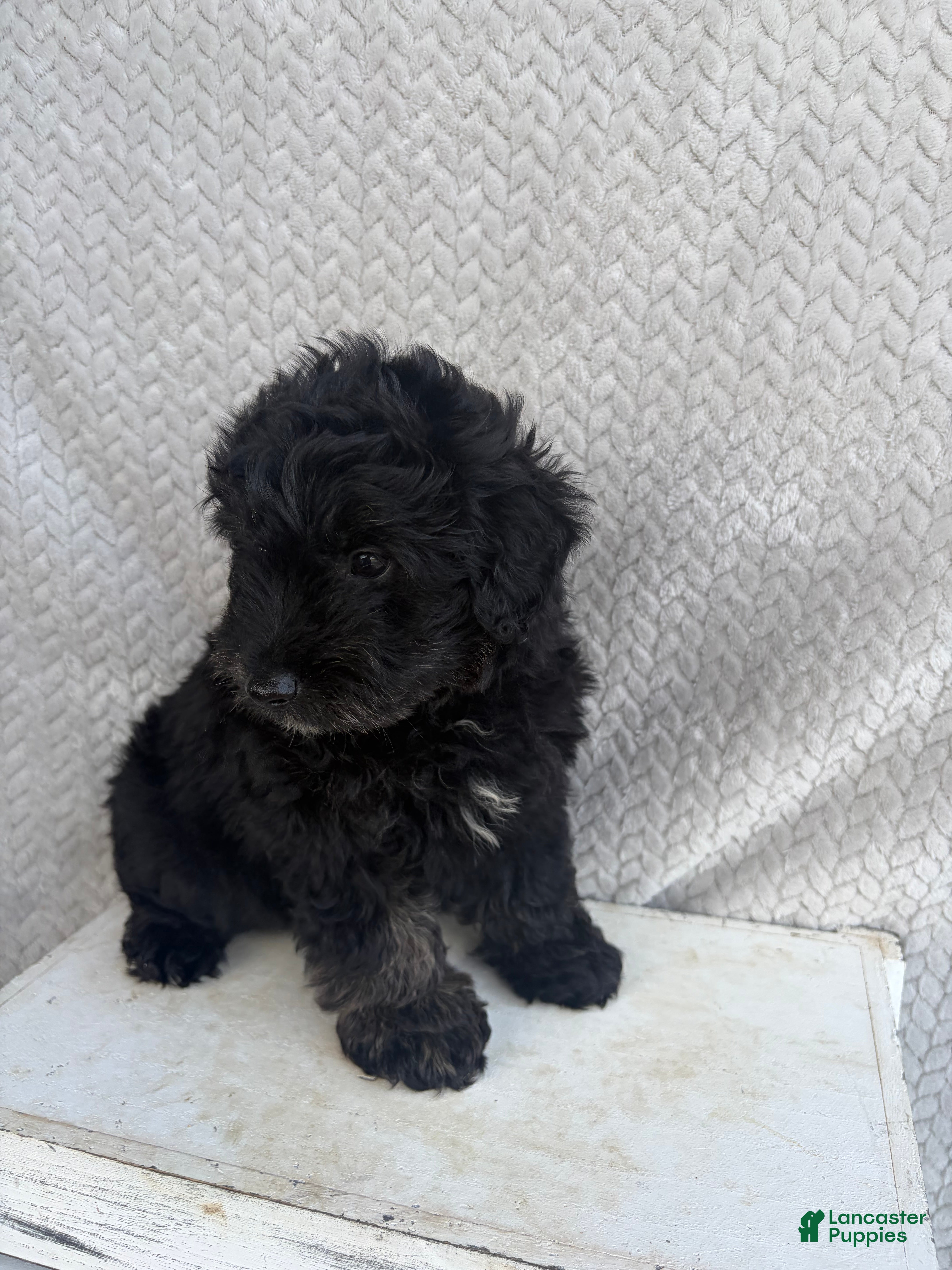 Mini Aussiedoodle dogs Chase - Ad 2