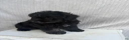 Mini Aussiedoodle dogs for sale: Chase - Ad 2