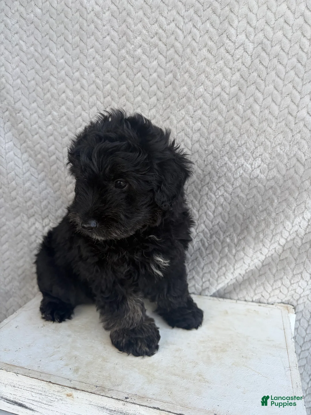 Mini Aussiedoodle dogs for sale: Chase - Ad 2