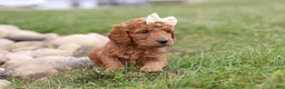 Mini Goldendoodle dogs for sale: Treva - Ad 3