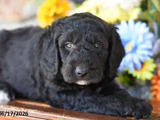Mini Goldendoodle dogs for sale: Westley - Ad 4