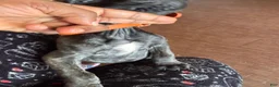 Cane Corso dogs for sale: Princess Jasmine - Ad 3