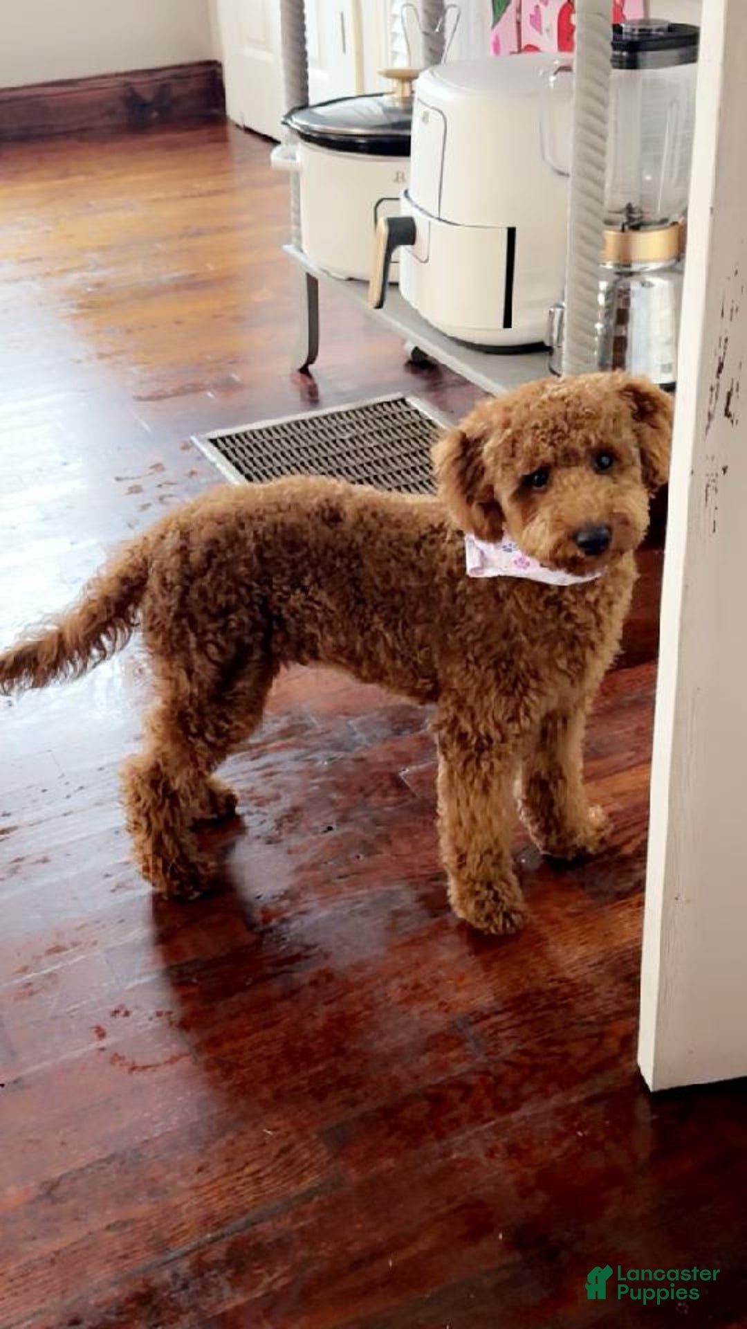 Gallery Image {{count}}