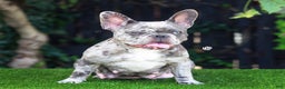 French Bulldog dogs for sale: Rain - Ad 6