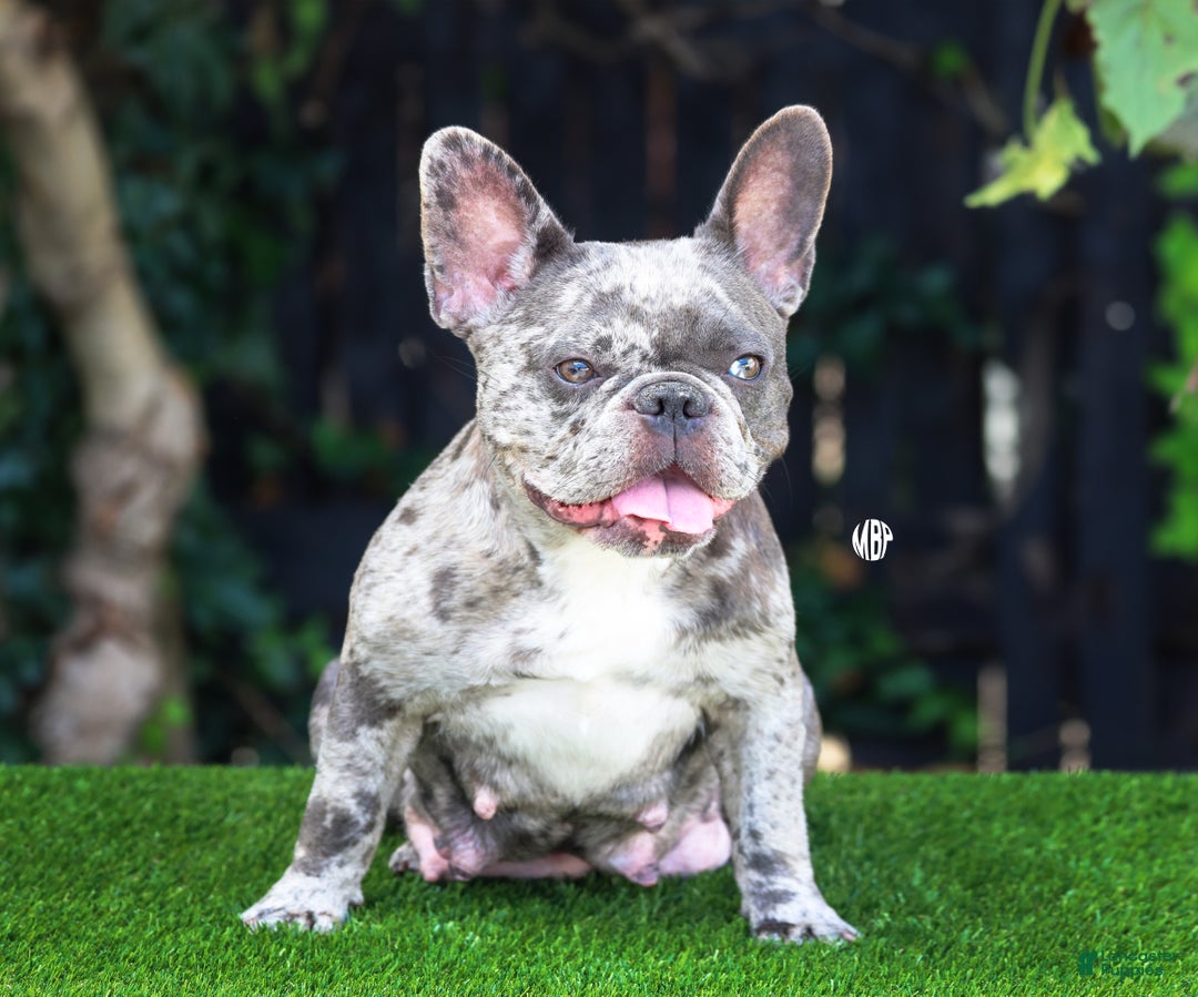 French Bulldog dogs for sale: Rain - Ad 6