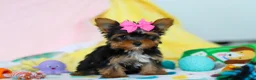 Yorkshire Terrier dogs for sale: Callie - Ad 3