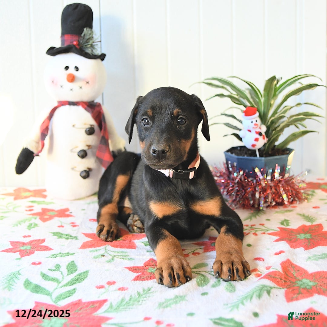 Doberman Pinscher dogs for sale: Bonnie - Ad 2