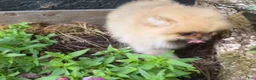 Pomeranian dogs for sale: Timber - Ad 2
