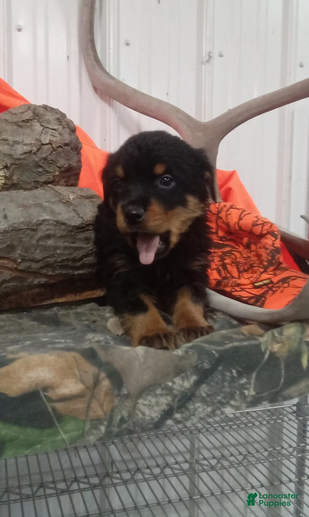 Rottweiler dogs for sale: Captain  - Ad 2