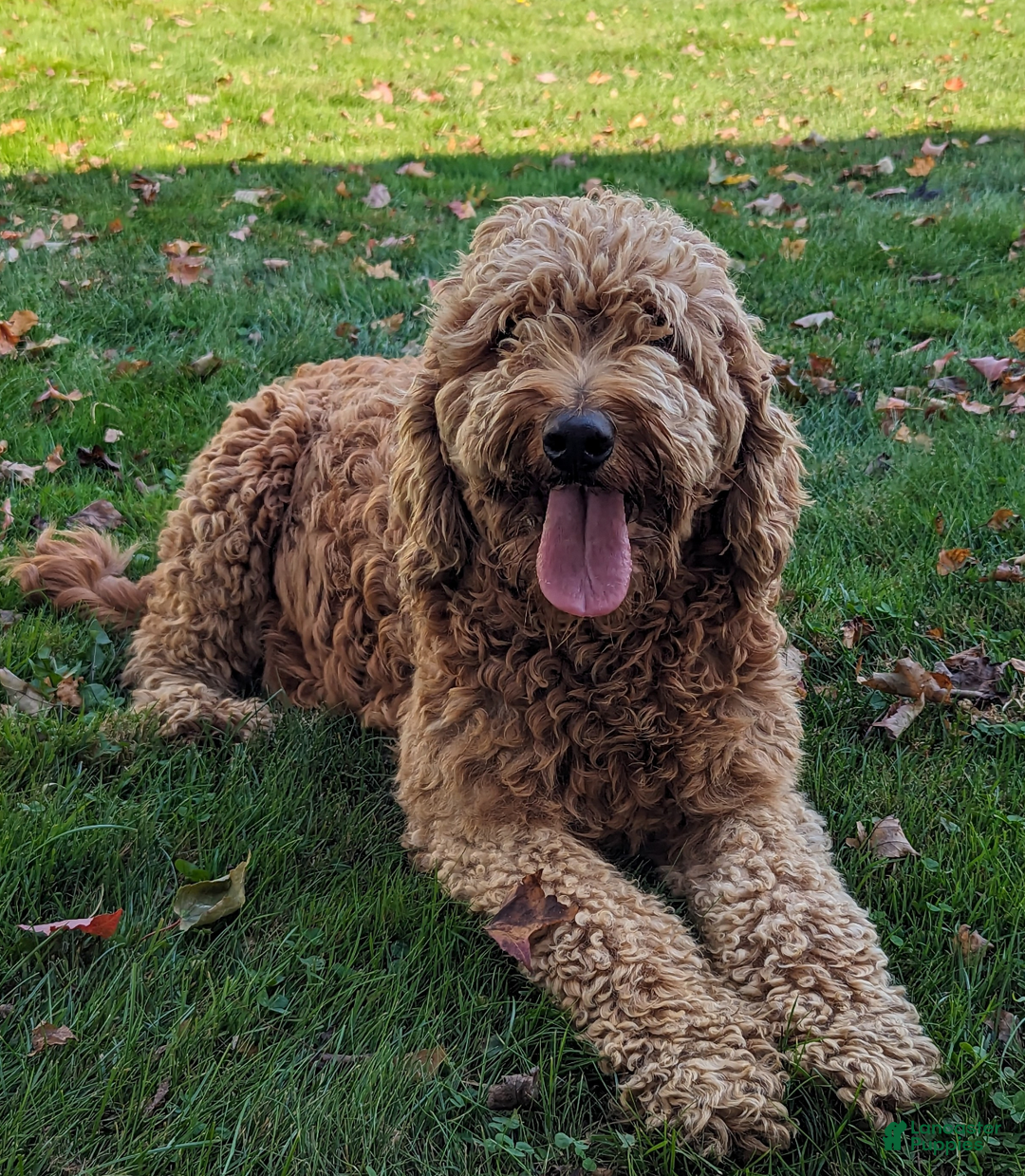 Goldendoodle dogs for sale: Teddy - Ad 25