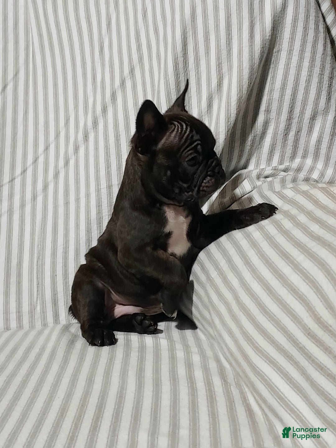 Frenchton dogs for sale: Blake - Ad 4