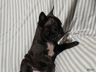 Frenchton dogs Blake - Ad 26