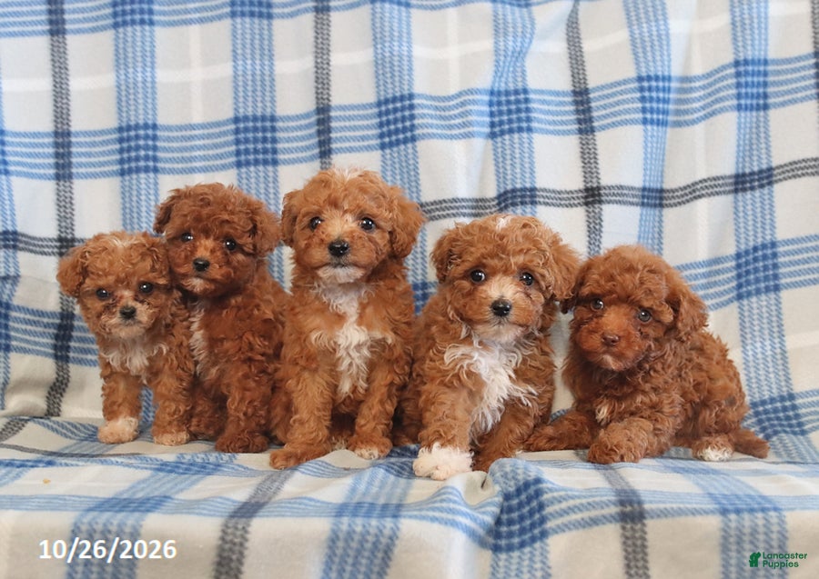Toy Poodle dogs for sale: Jenna - Ad 2