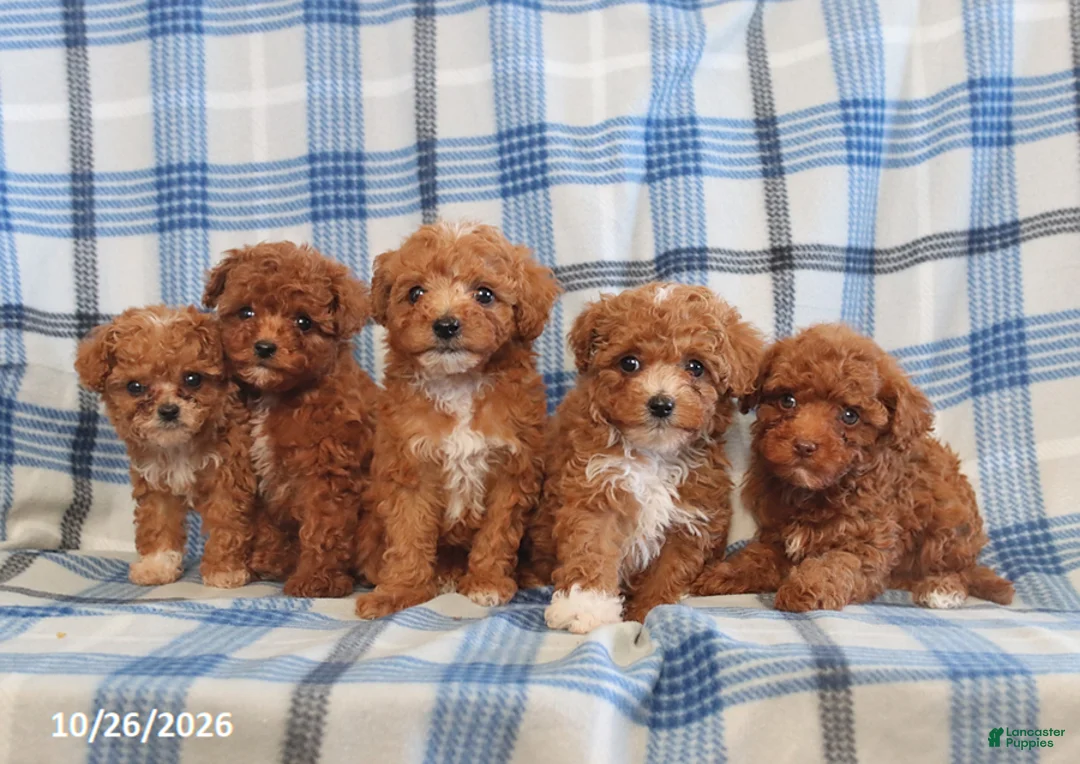Toy Poodle dogs for sale: Jenna - Ad 2