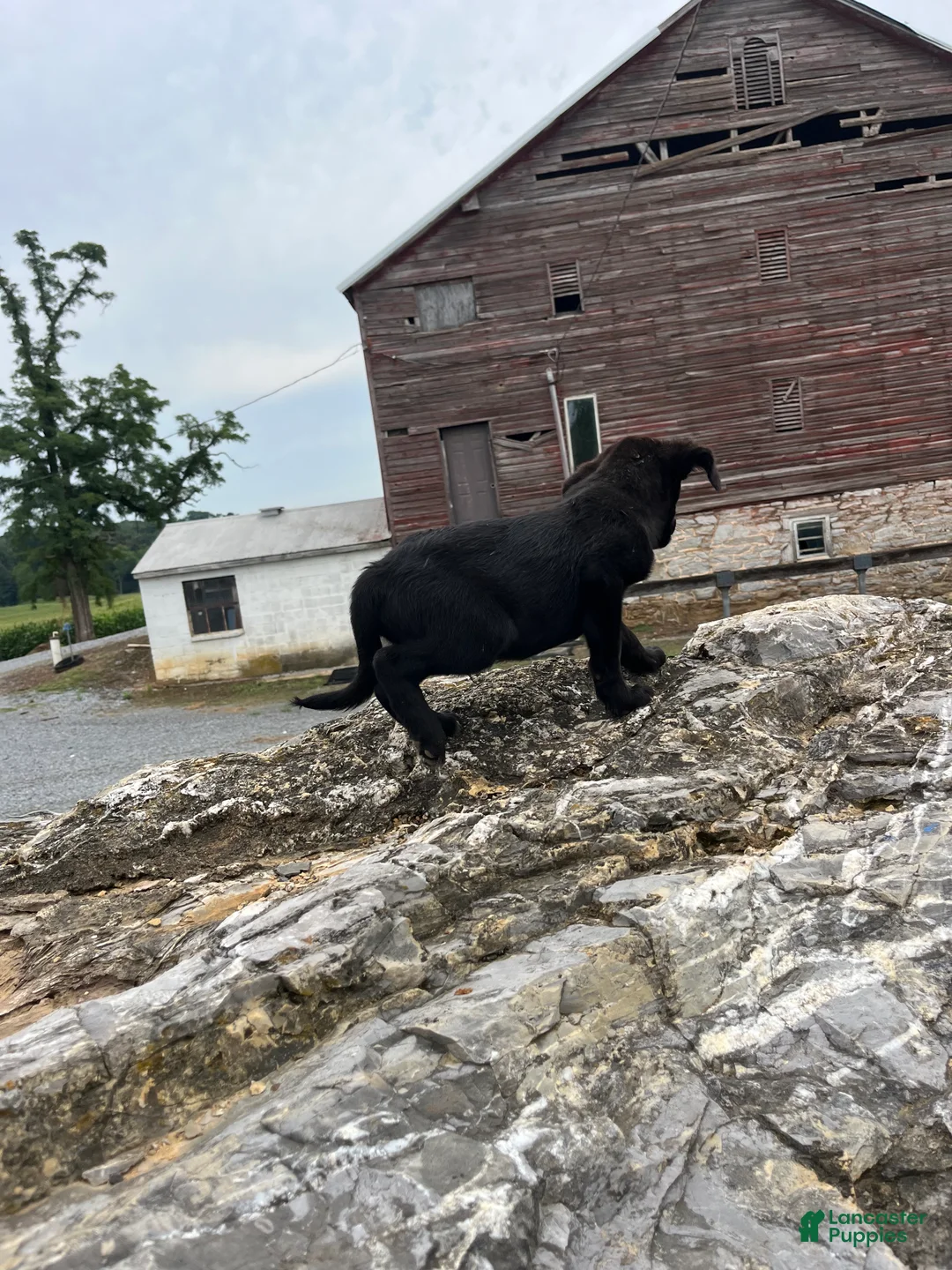 Mixed Breed dogs for sale: Mixed Breed 5 - Ad 2