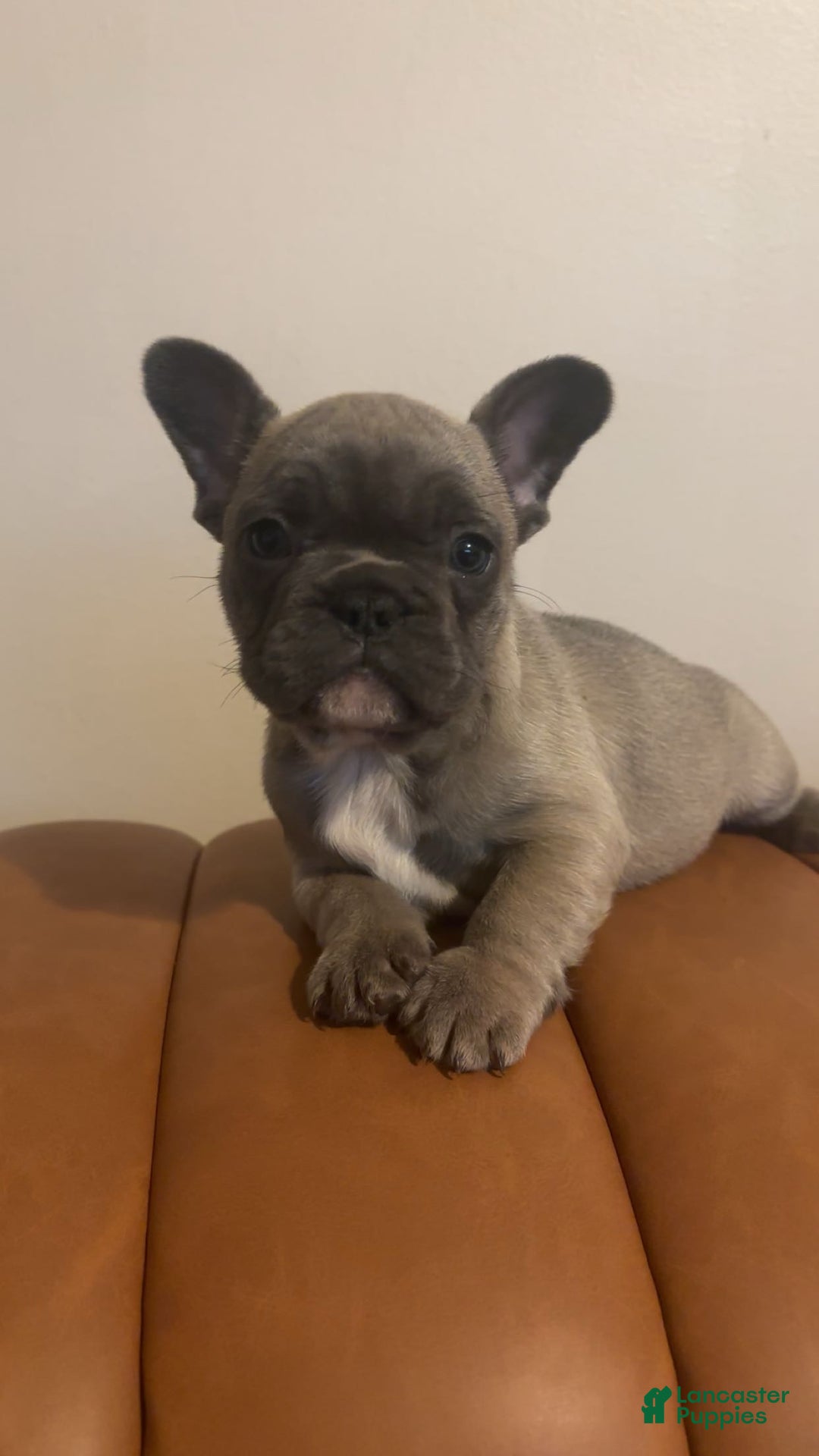 French Bulldog dogs for sale: French Bulldog Puppy 1 - Ad 1