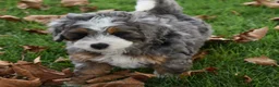 Mini Bernedoodle dogs for sale: Jodie F1b - Ad 4