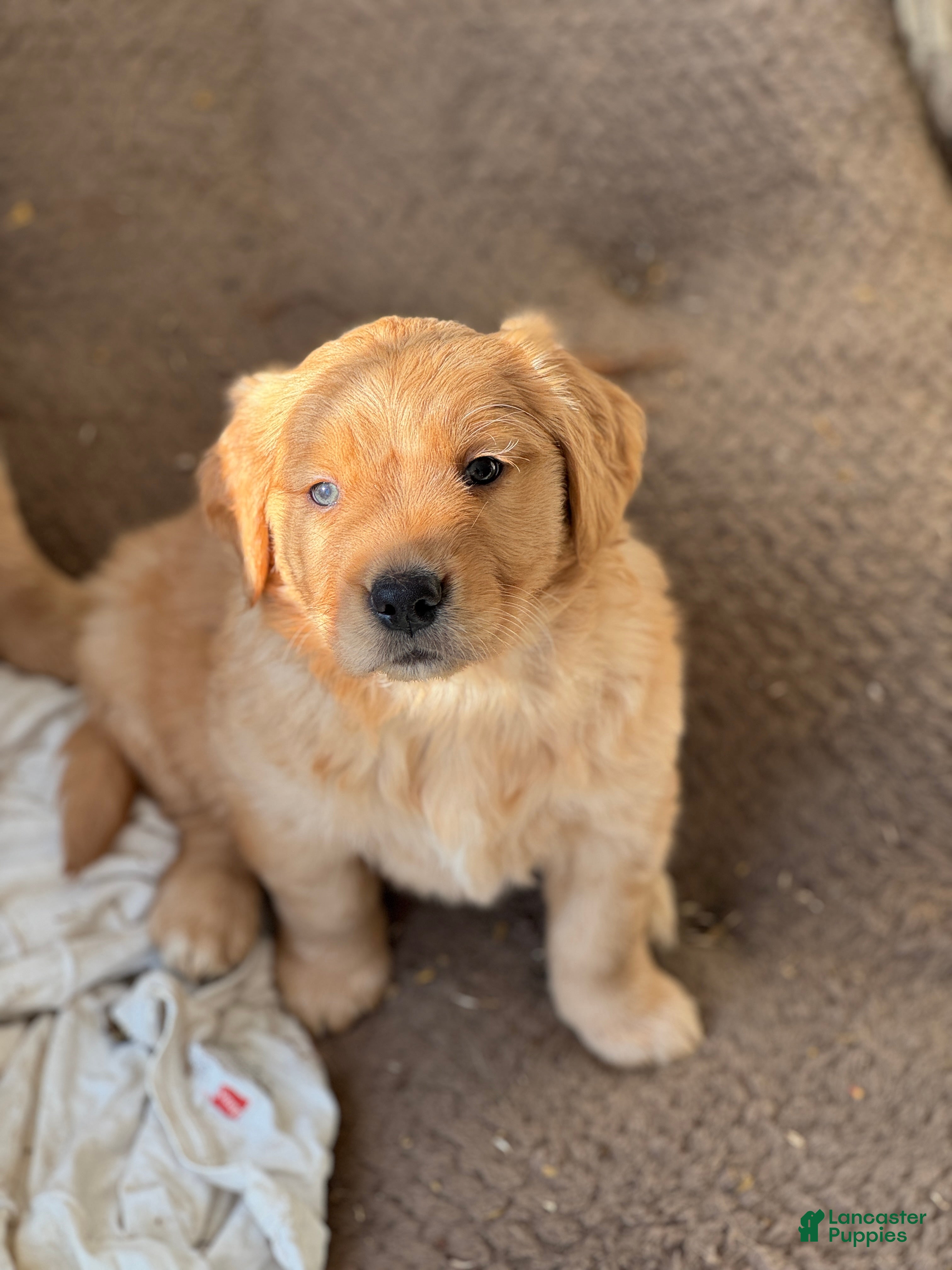 Golden Retriever dogs Golden Retriever Puppy 2 - Ad 21