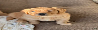 Golden Retriever Puppy 2
