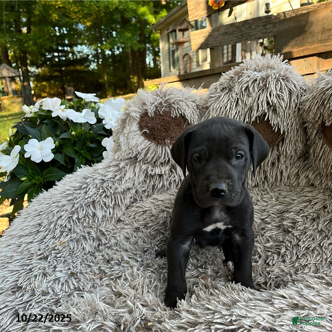 Great Dane dogs for sale: Tippy - Ad 6