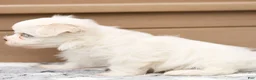 Maltese dogs for sale: Thomas Maltese Puppy - Ad 7