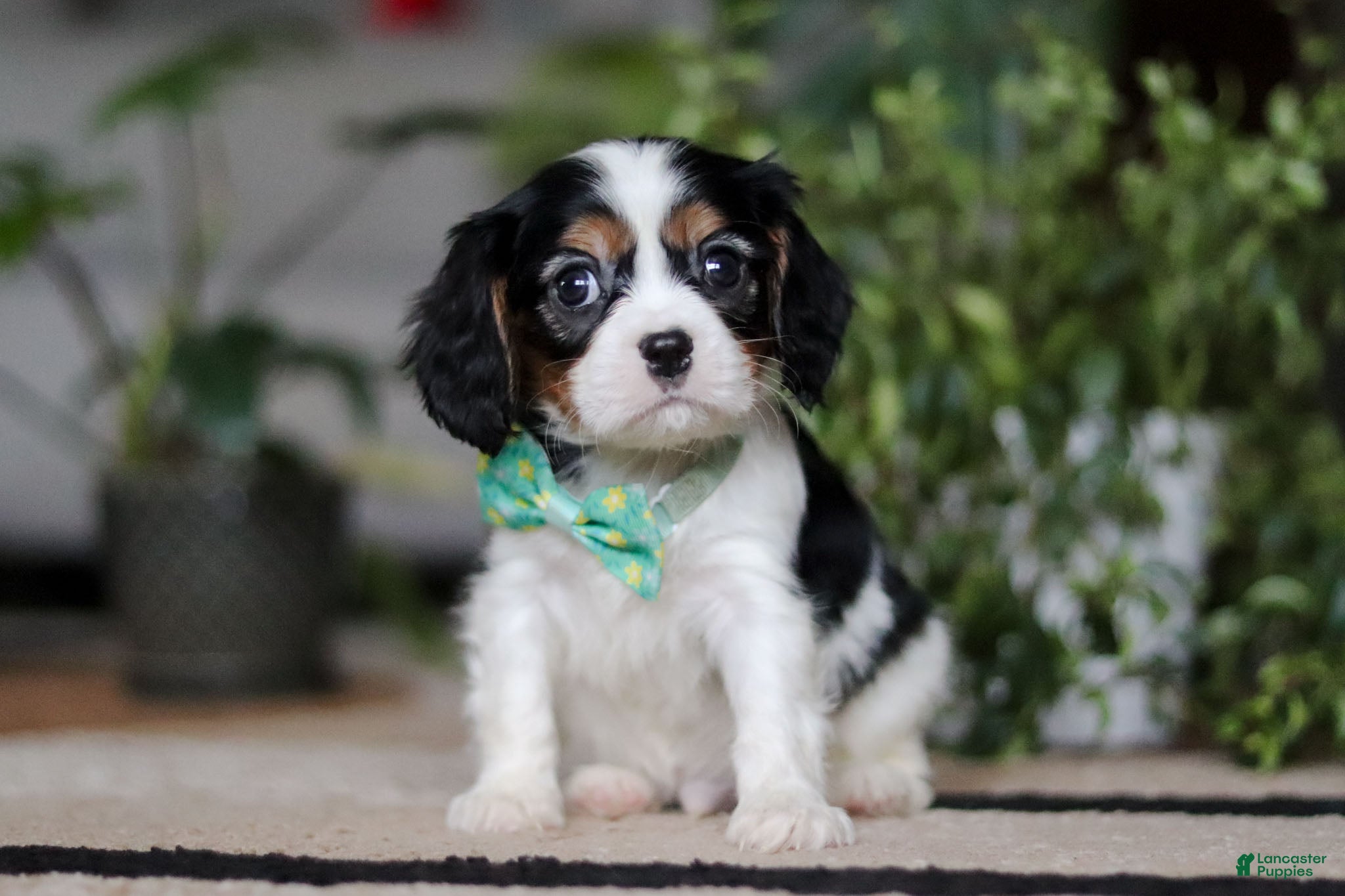 Cavalier King Charles Spaniel dogs Shawn - Ad 37