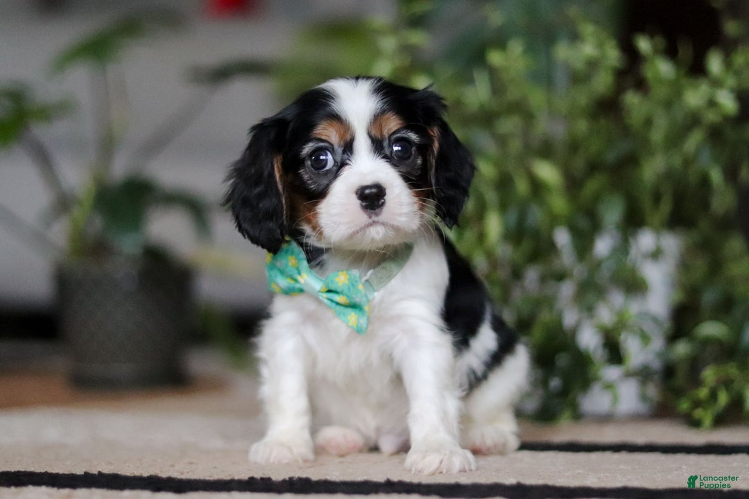 Cavalier King Charles Spaniel dogs for sale: Shawn - Ad 1