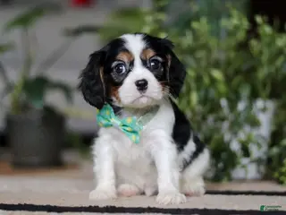 Cavalier King Charles Spaniel dogs Shawn - Ad 22