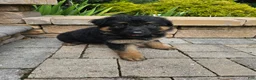 German Shepherd dogs for sale: Shep - Ad 5