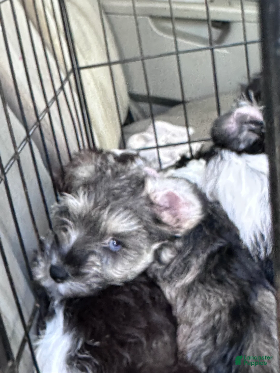 Miniature Schnauzer dogs for sale: Miniature Schnauzer Lucy  - Ad 10
