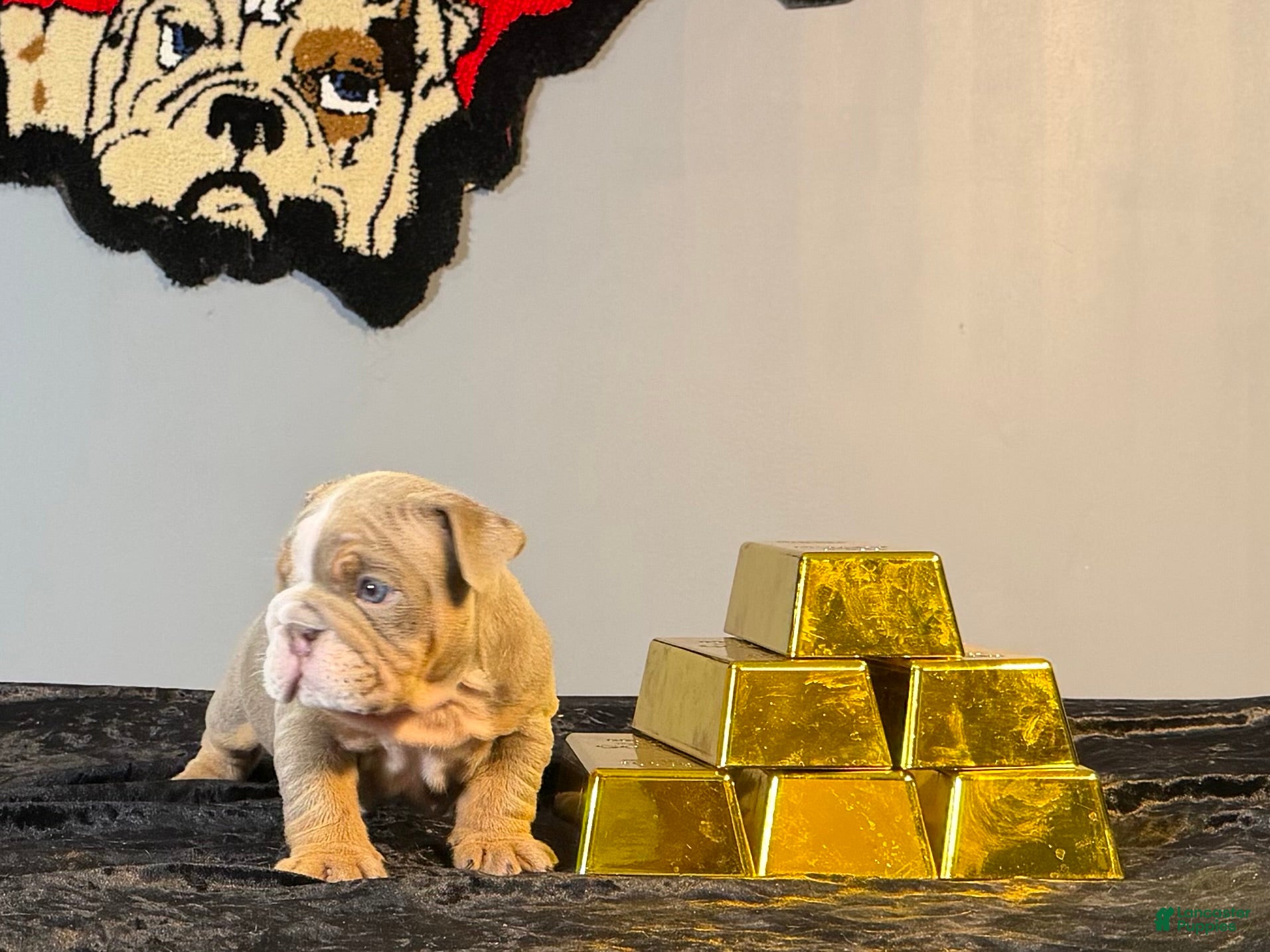 English Bulldog dogs English Bulldog Puppy 1 - Ad 2