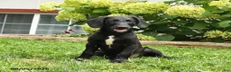Labradoodle dogs for sale: Dodger - Ad 3