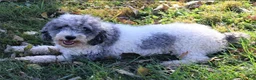 Mini Goldendoodle dogs for sale: Renee - Ad 6