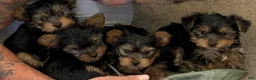 Yorkshire Terrier dogs for sale: Yorkshire Terrier 1Benny - Ad 5