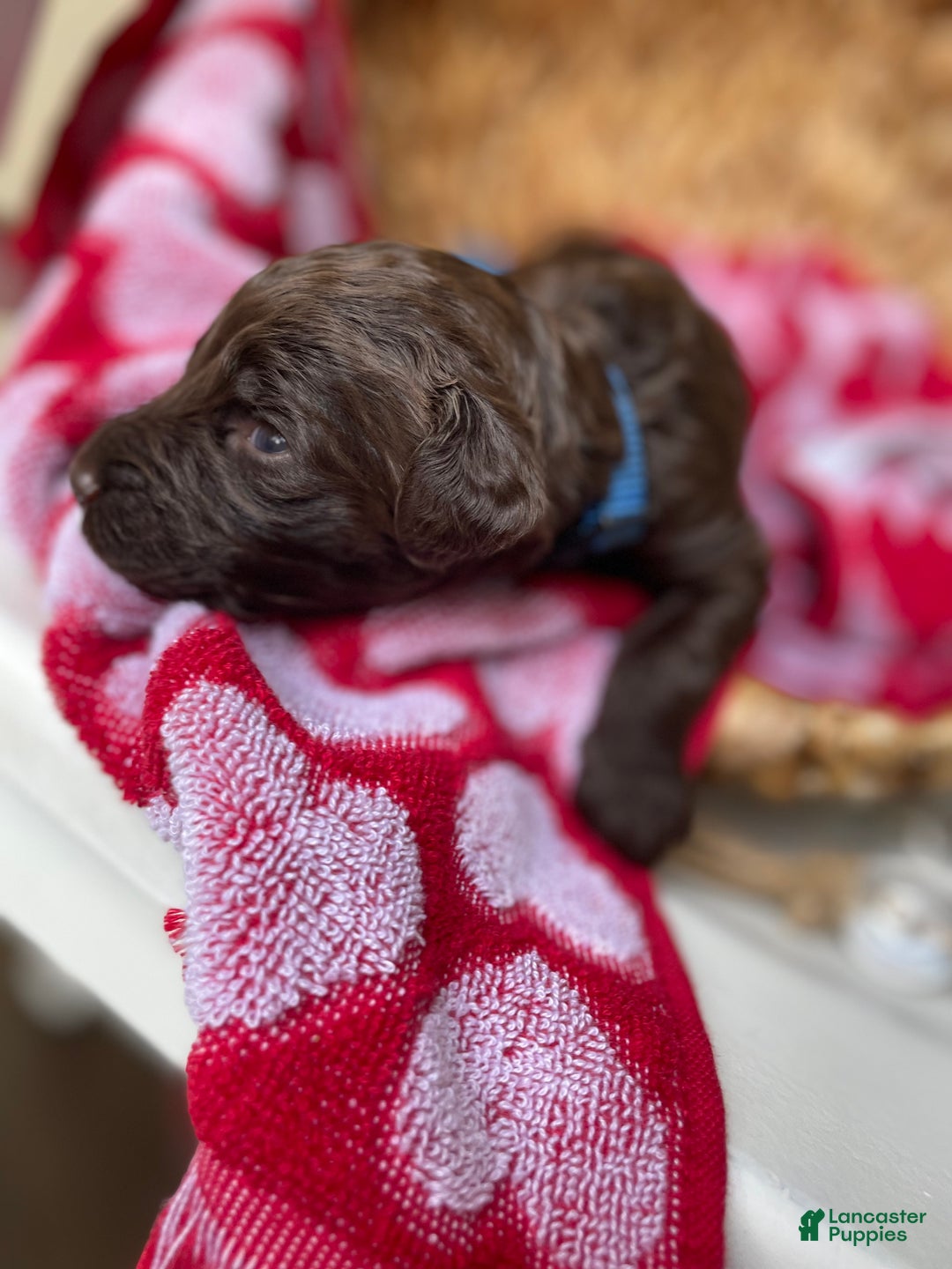 Goldendoodle dogs for sale: Mr blue - Ad 4